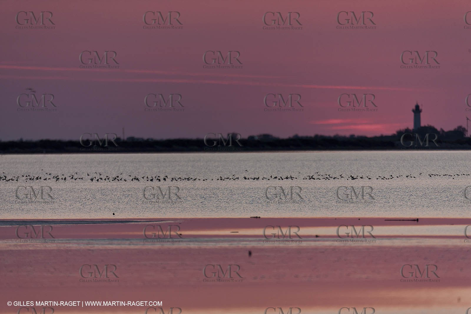 19 04 2011 - Arles (FRA,13) - Pink flamingos in La Gacholle Lighthouse vicinity