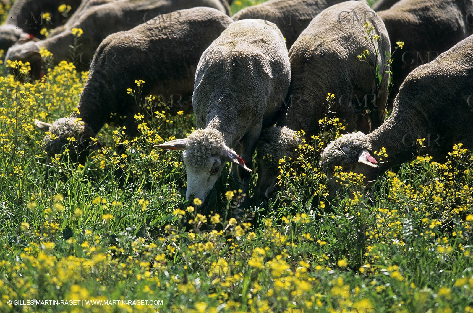 Alpilles (FRA,13), Rape fields