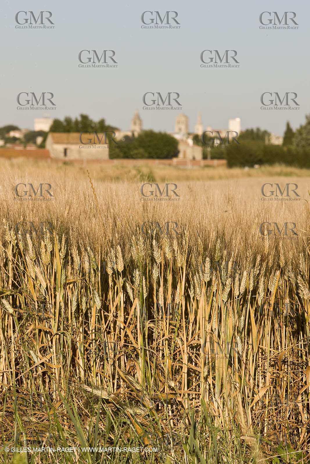 27 03 08-Arles- (FRA,13) - Van Gogh Landscapes