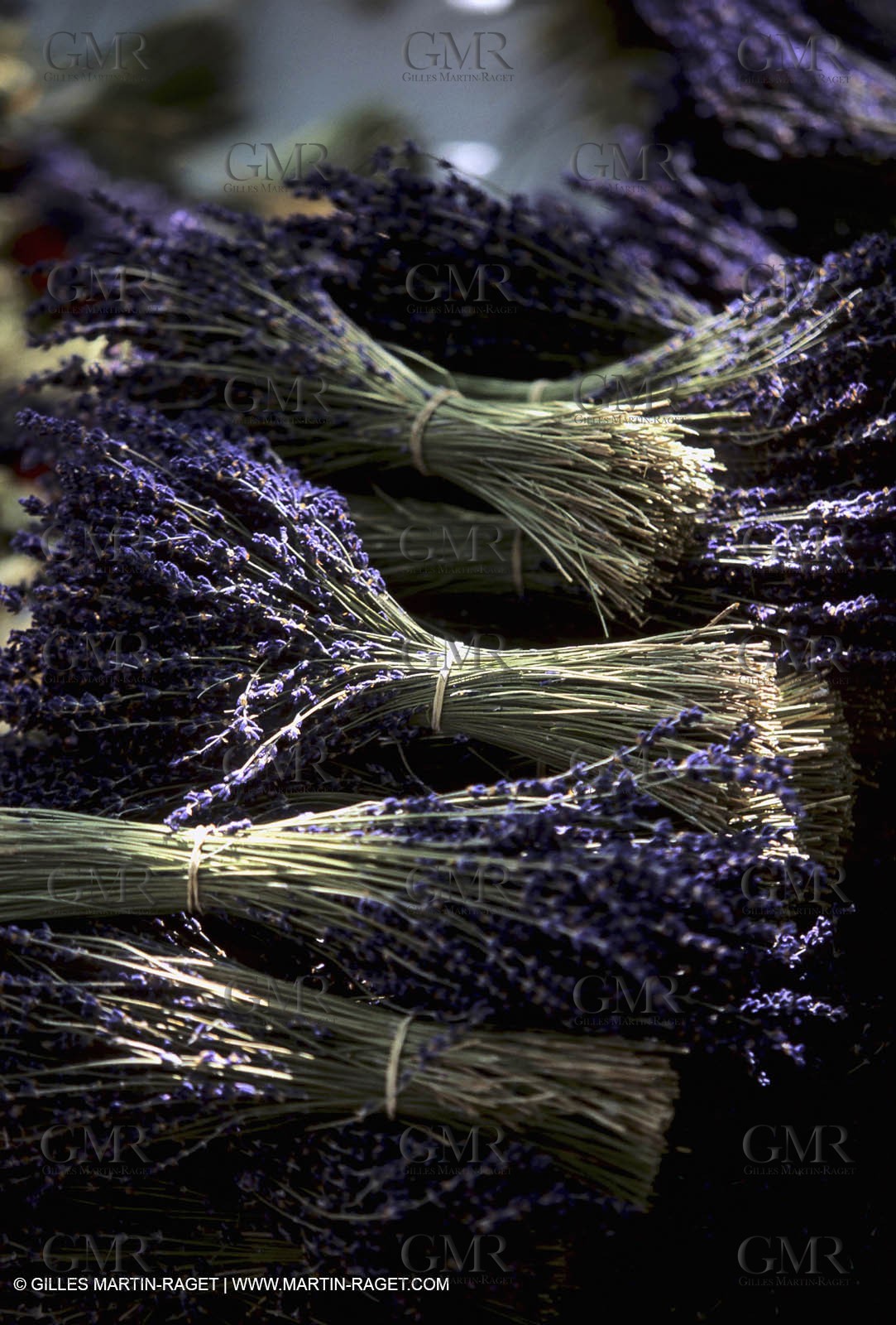 Lavander