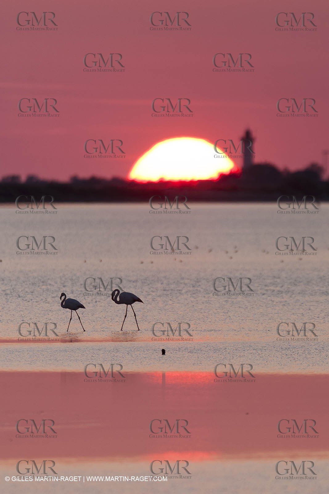 19 04 2011 - Arles (FRA,13) - Pink flamingos in La Gacholle Lighthouse vicinity
