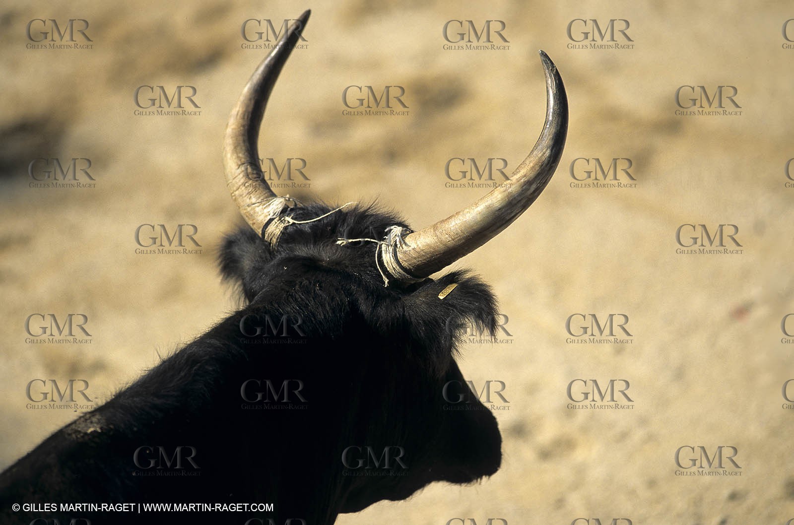 Gard, (FRA,30) - Camargue bull game