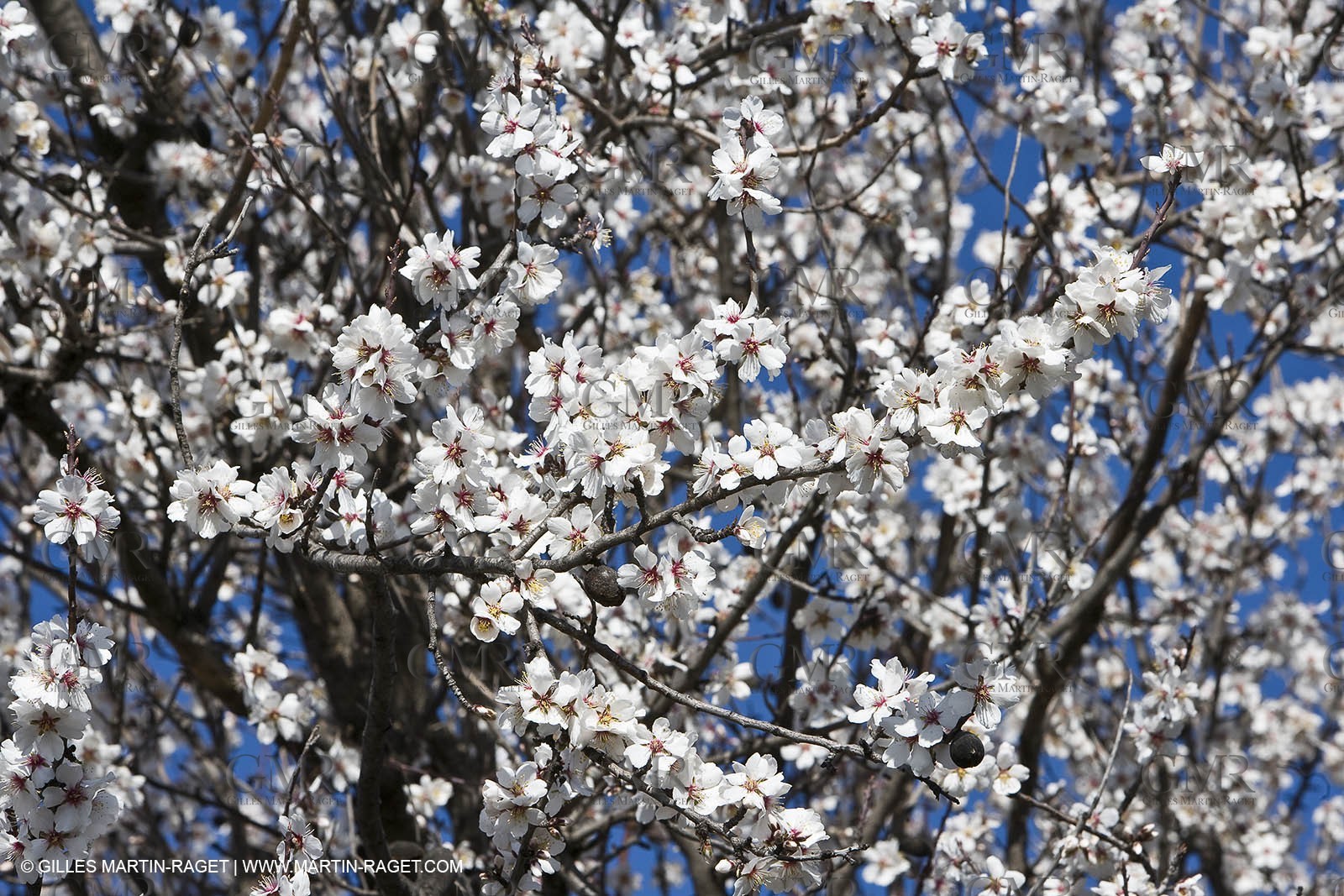 05 02 2008 - Arles (FRA, 13) - Arles surroundings landscapes