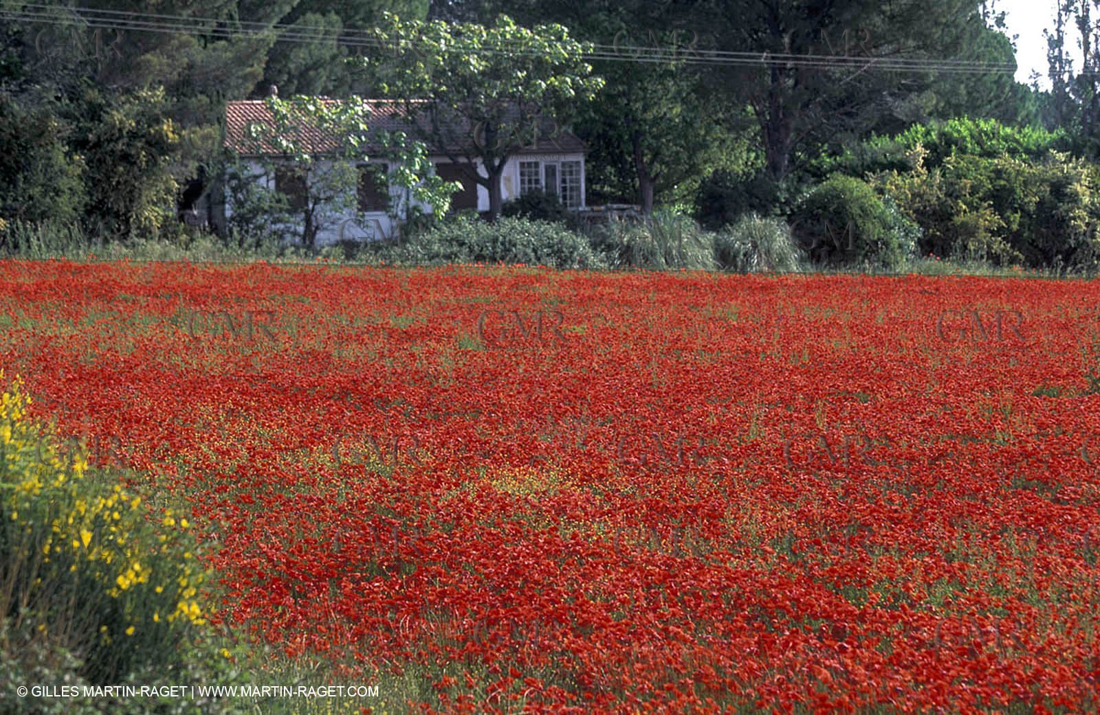 Poppies - Poppies field