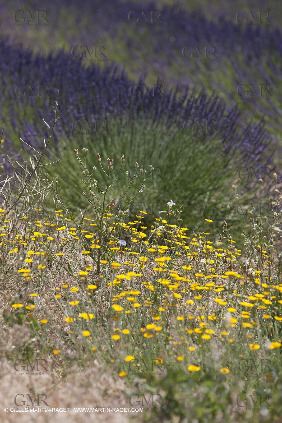 27 06 2011 - Puimichel (FRA, 04) - Lavander fields