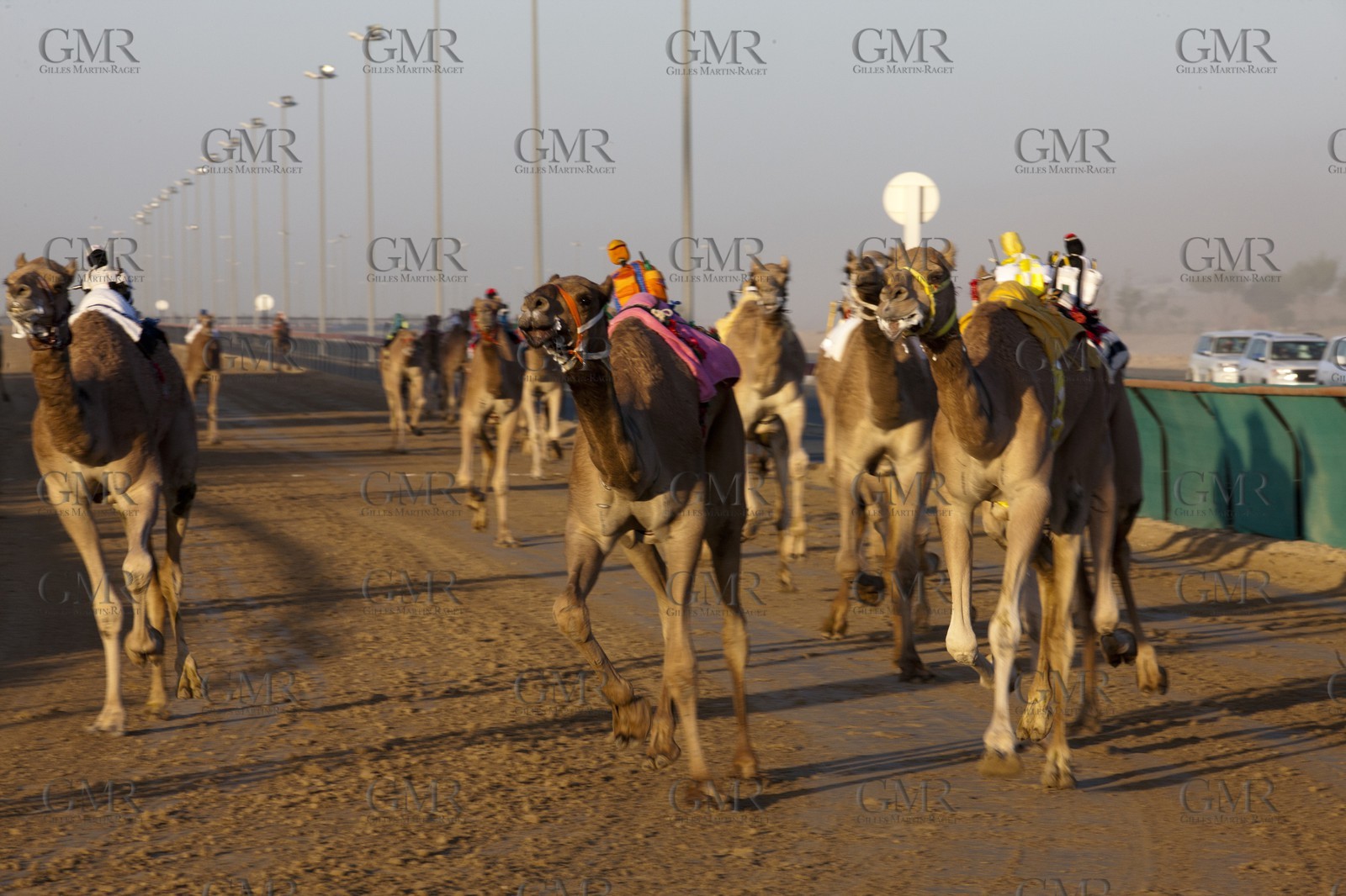 20 11 2010 - Dubai (UAE) - Camel races