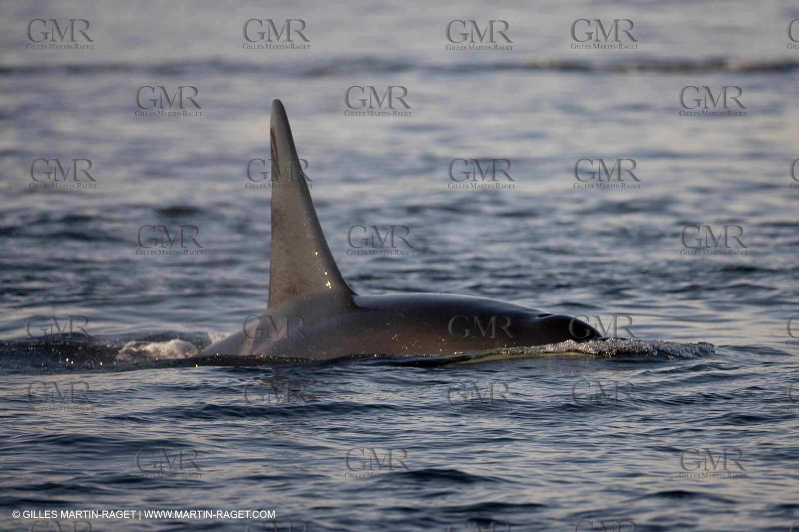 Animaux marins