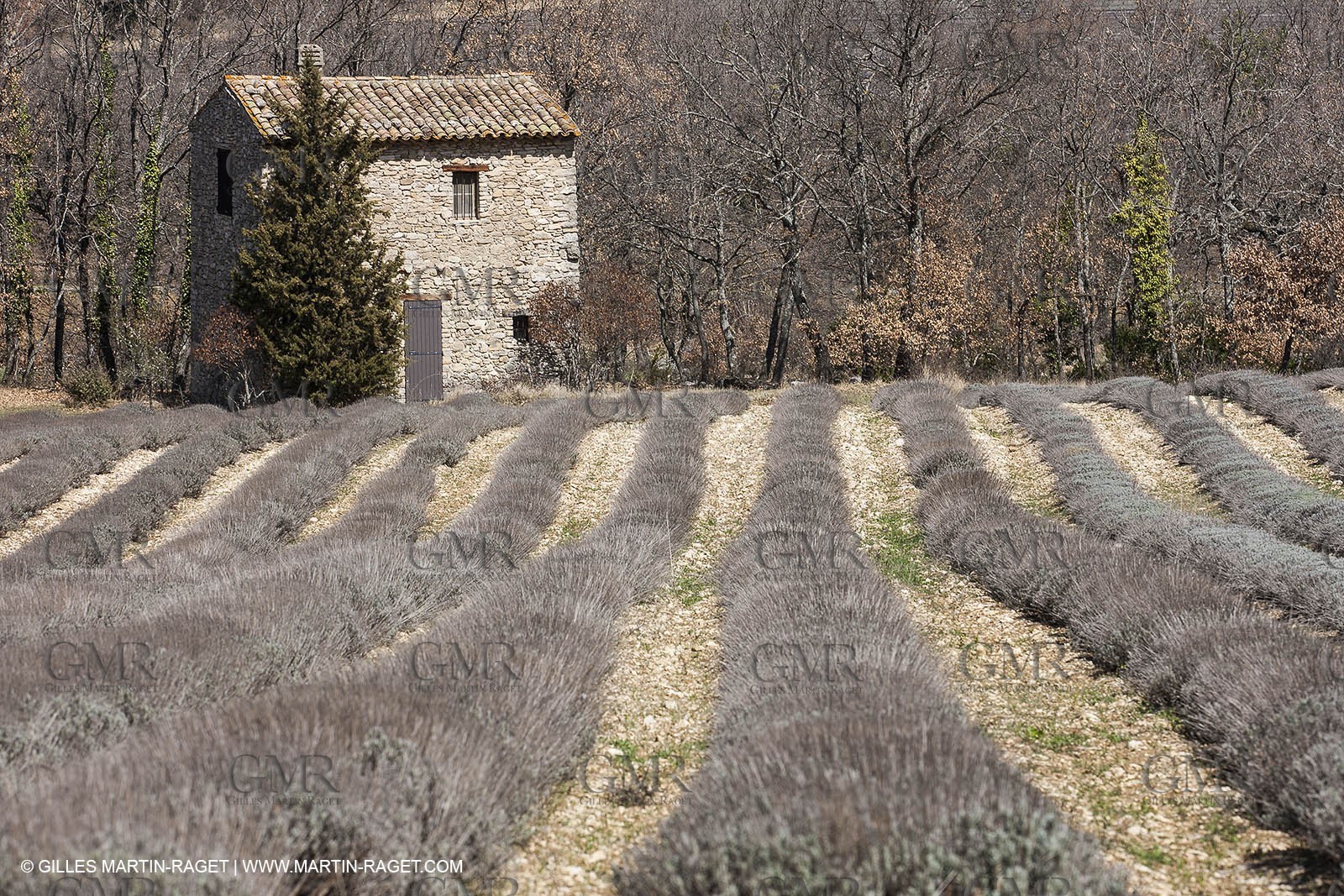 March 30th 2012 - Saint Saturnin les Apt (FRA, 84) - blooming cherry trees