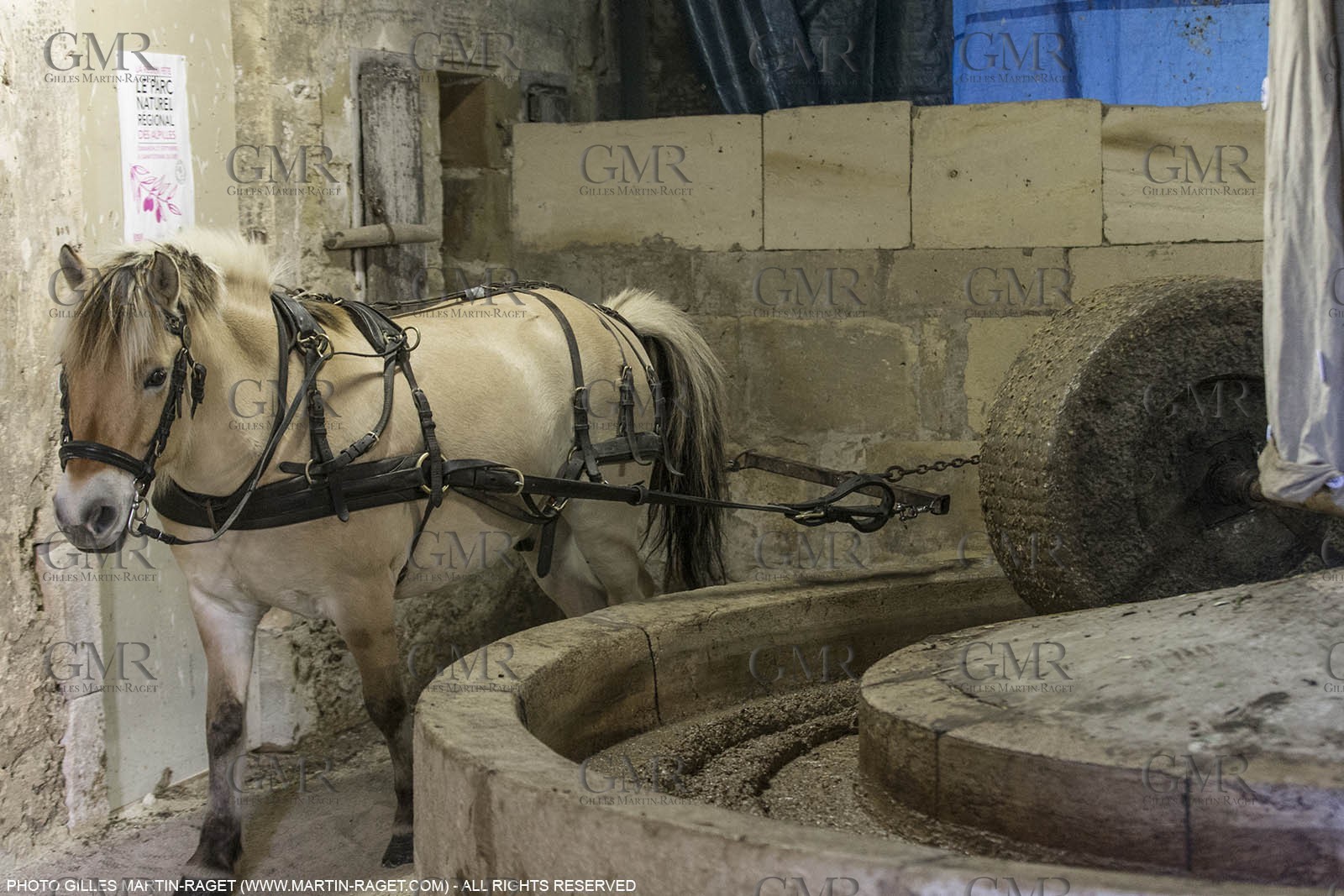 14 11 2015, Saint-Etienne du Grès (FRA,13), traditional making of olive oil at La Croix mill