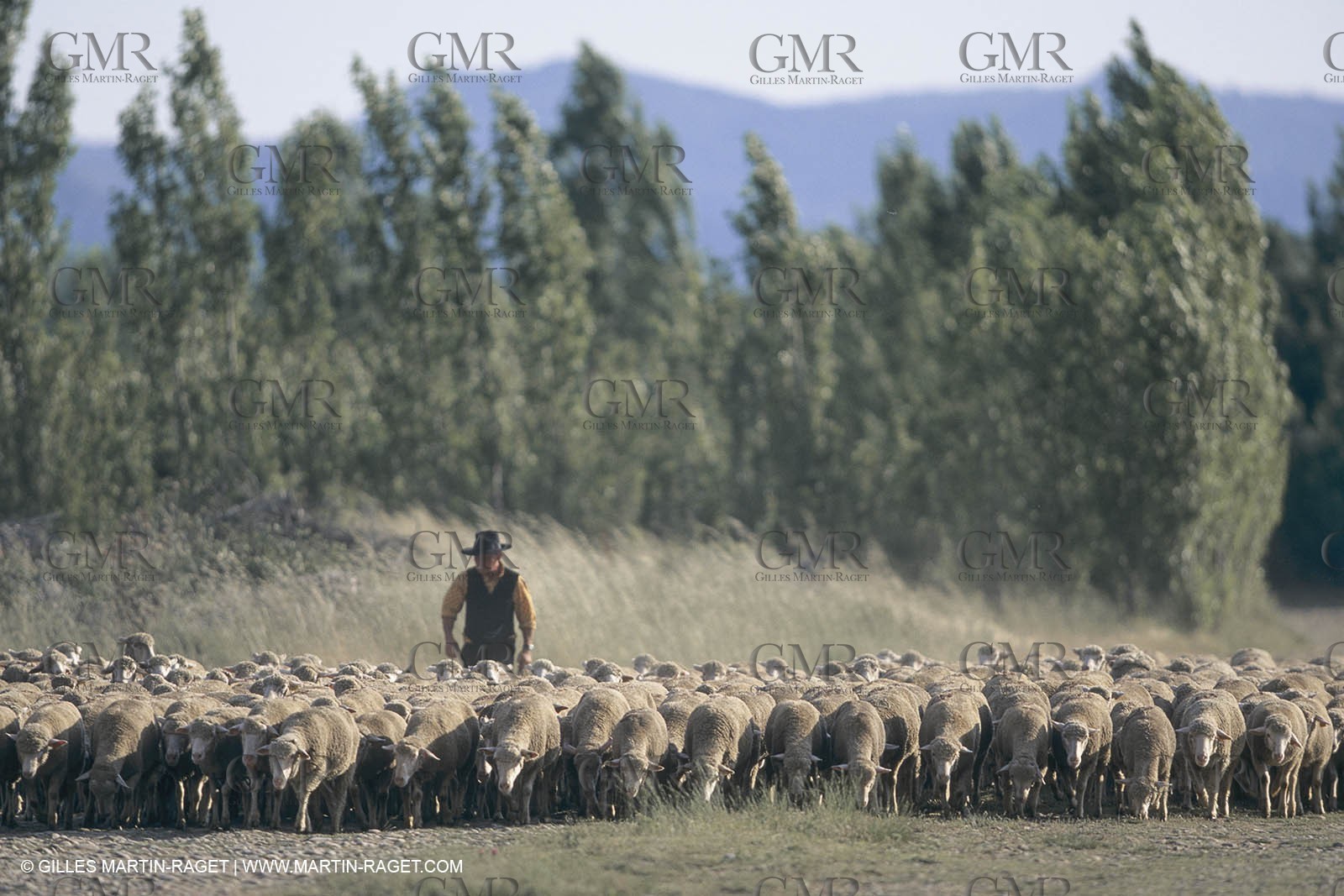 France, Provence, Moutons, bergers, élevage, transhumance