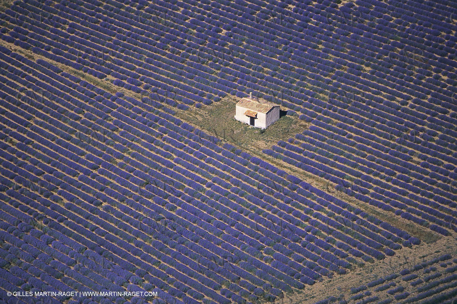 France, Provence, Lavender fields