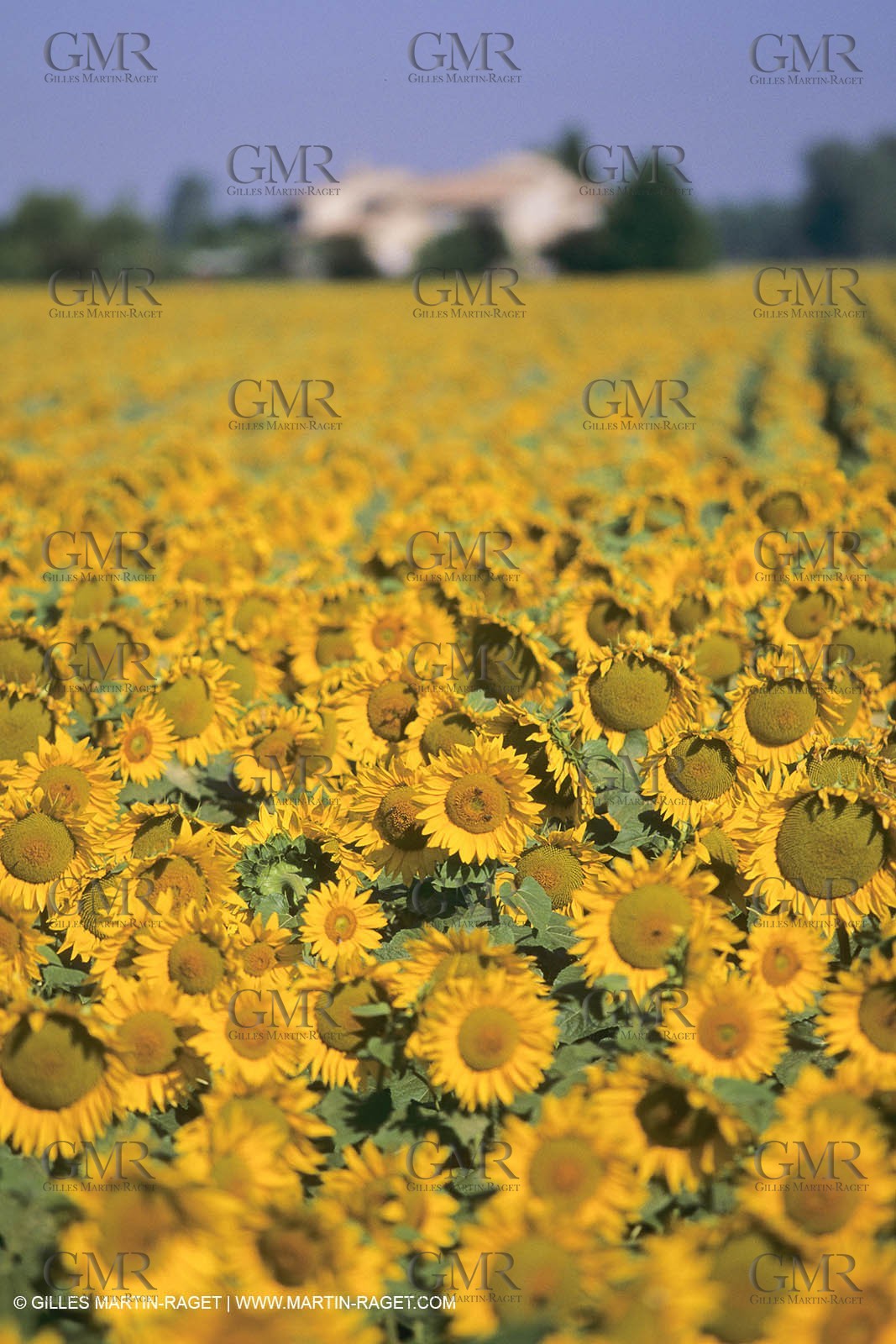 France, Provence, Champs de tournesols