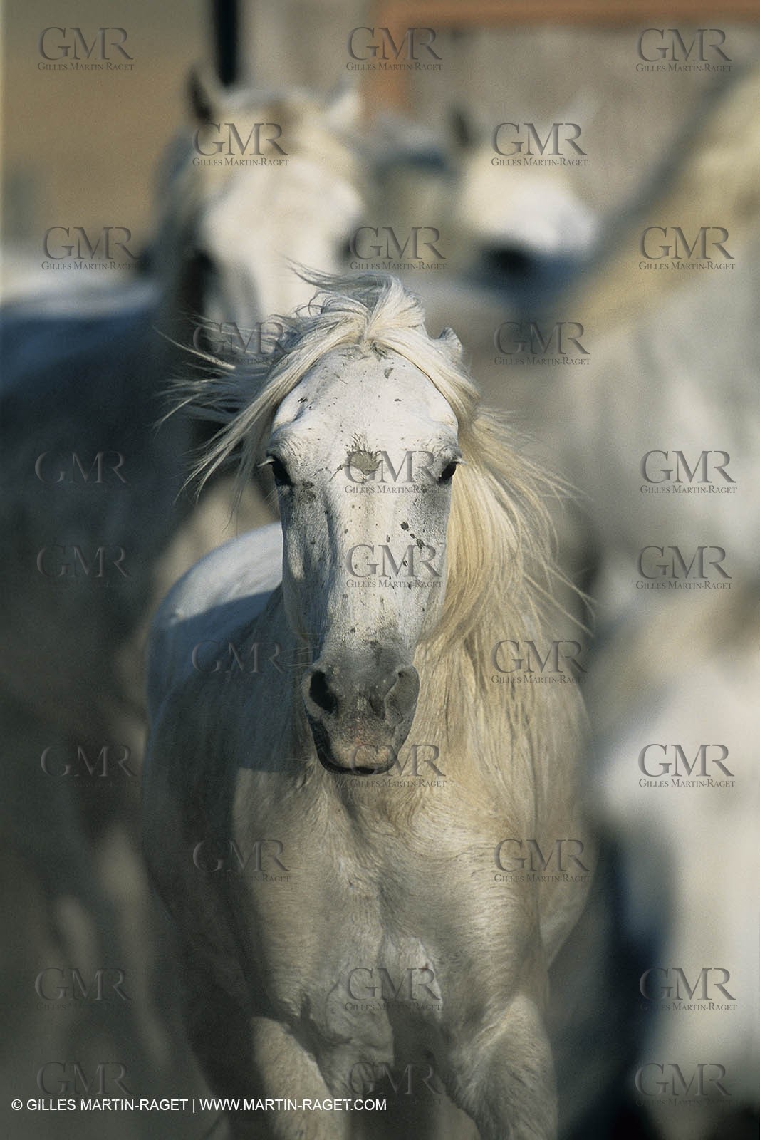2000-2010- Arles - Les Saintes Maries de la mer (FRA,13) - Camargue horses