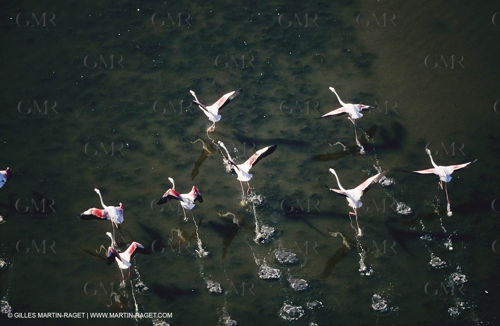 Camargue (FRA,13) - Flamingos in the Camargue