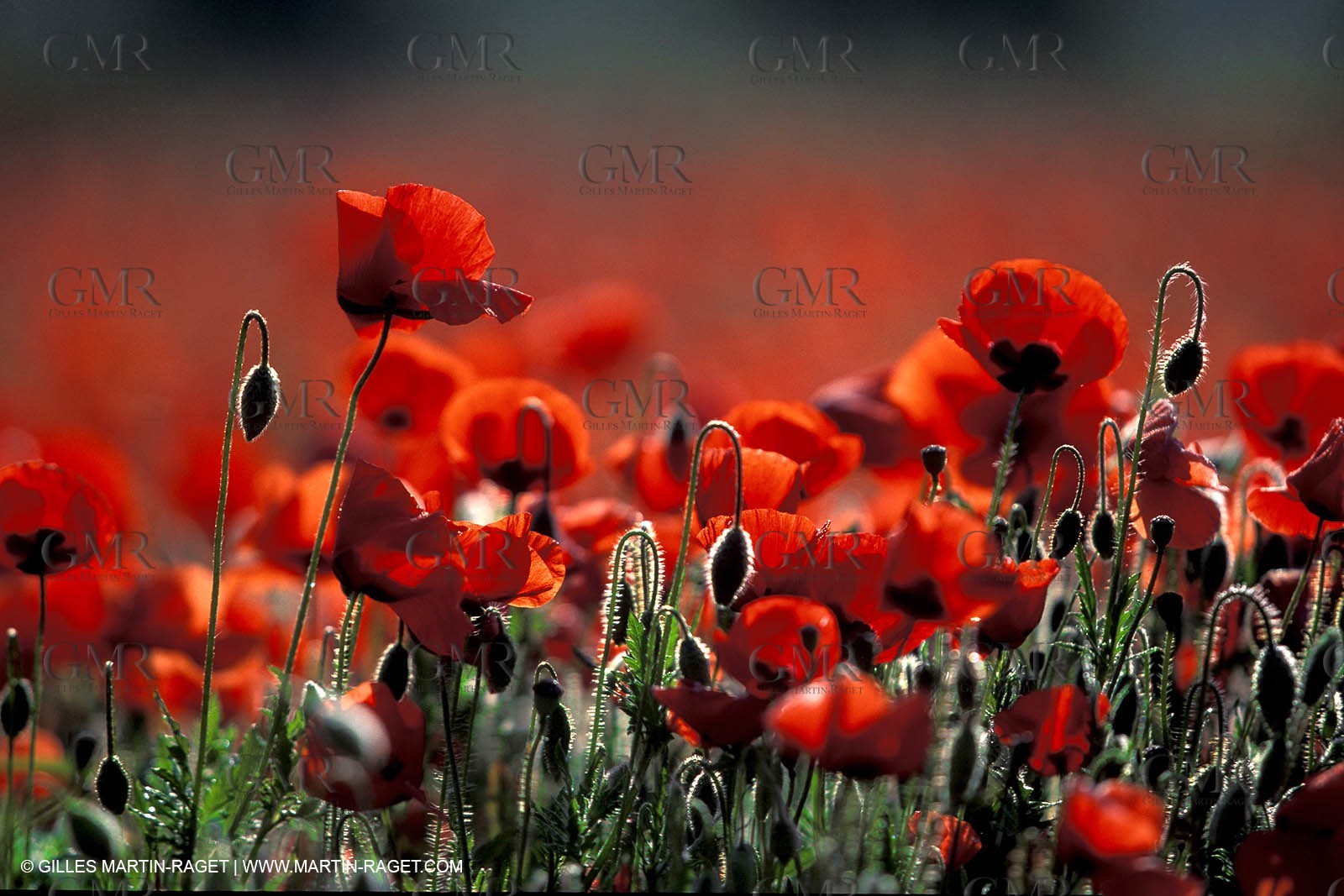Poppies - Poppies field