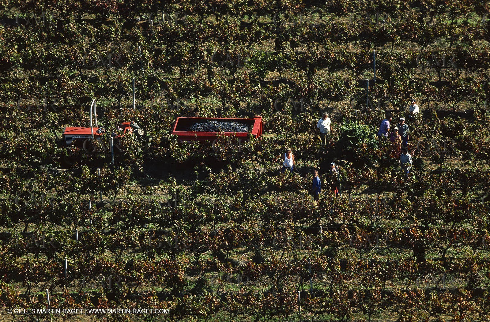 Provence, Harvest time