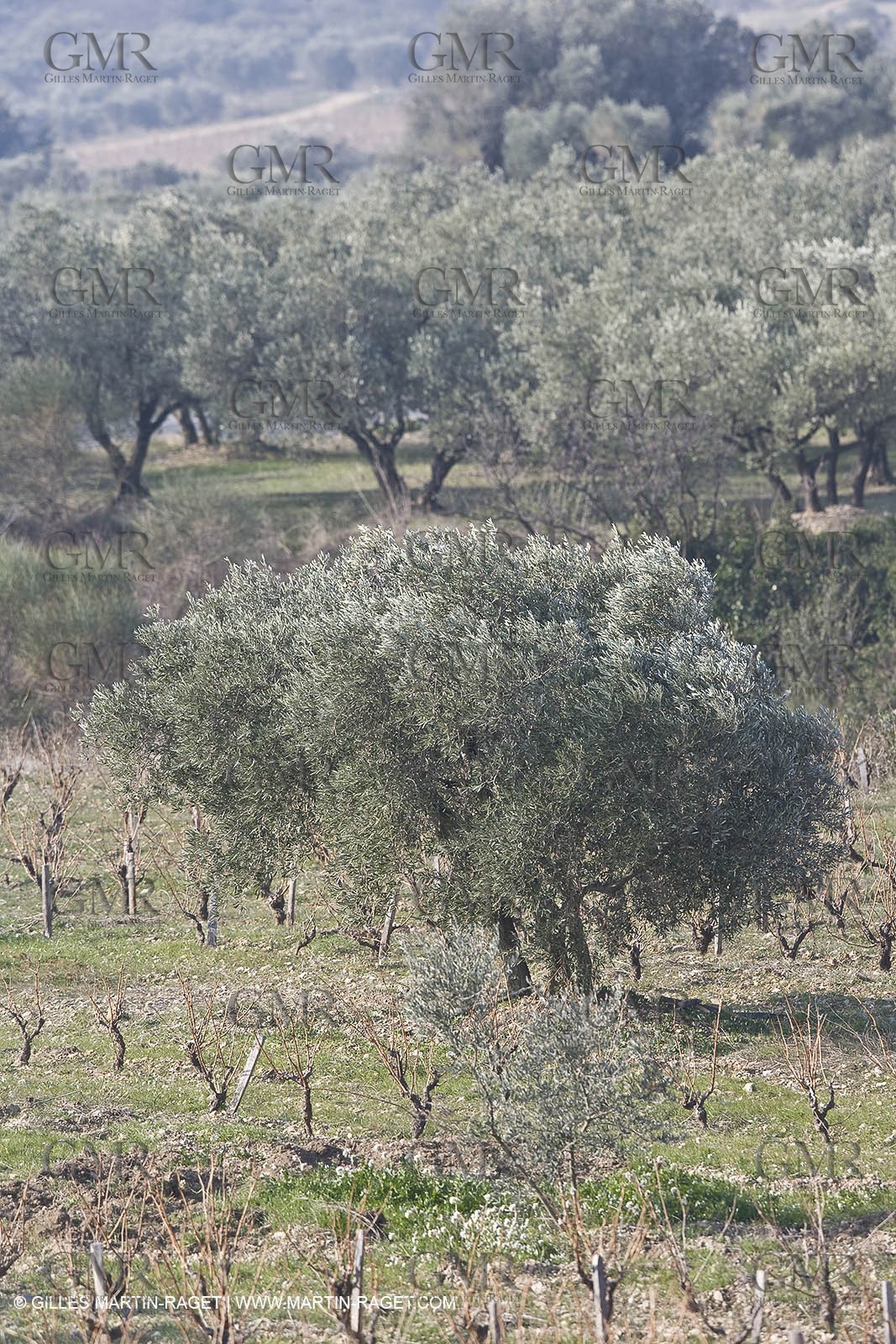 16 02 2008 - Les Baux de Provence (FRA, 13) - Alpilles hills landscapes