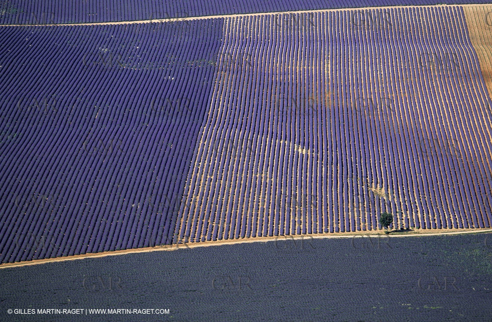 lavander fields , 2005  , Valensole plateau
