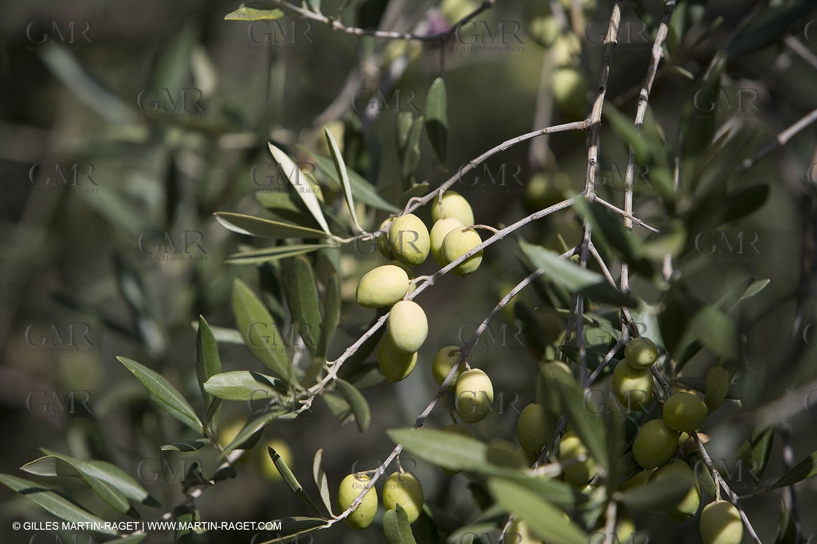 28 10 2007 - Saint Rémy de Provence (FRA, 13)- Olives harvest at  Vallon Raget
