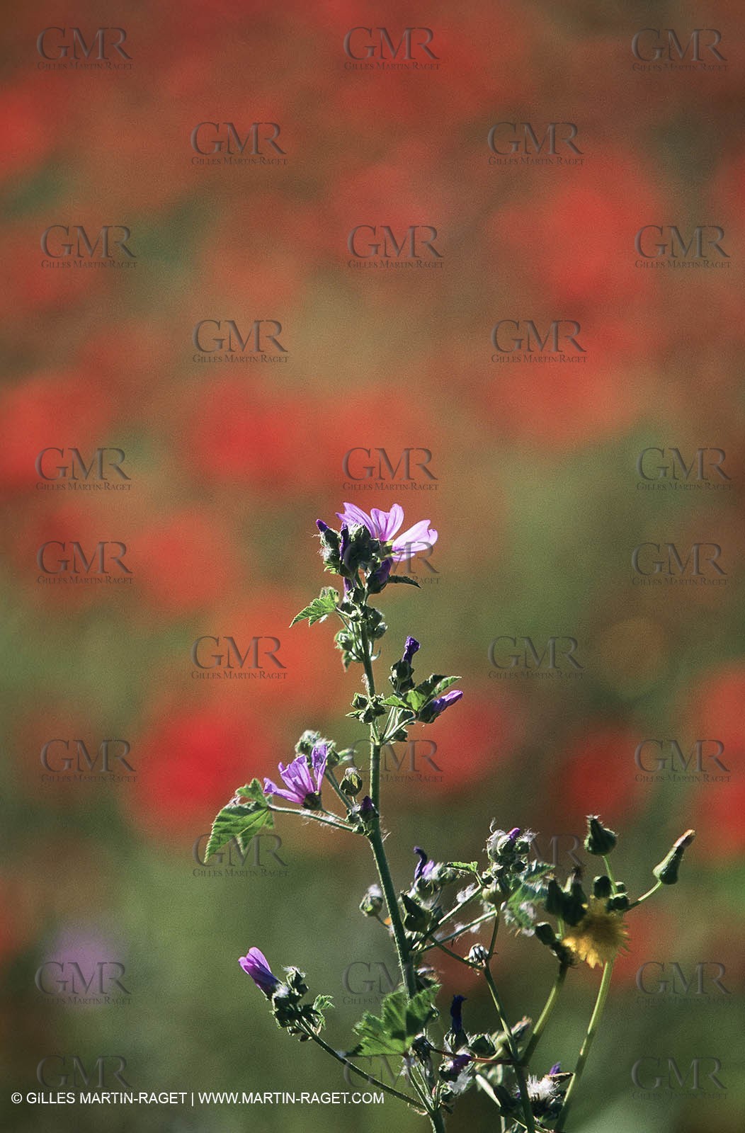 2000-2010- Les Alpilles (FRA,13) - Poppy fields