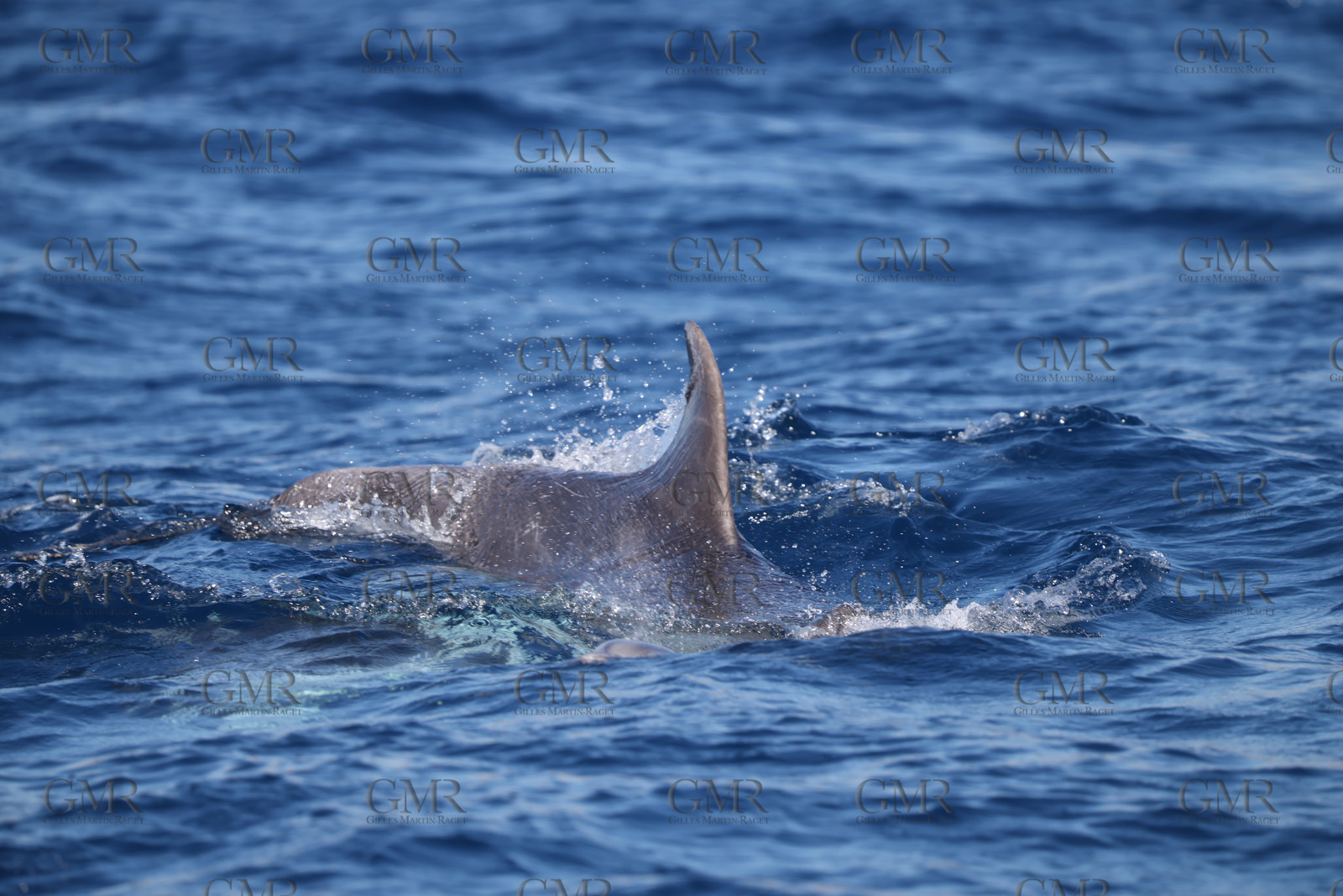 GMR_JurisCup25_3452.jpg