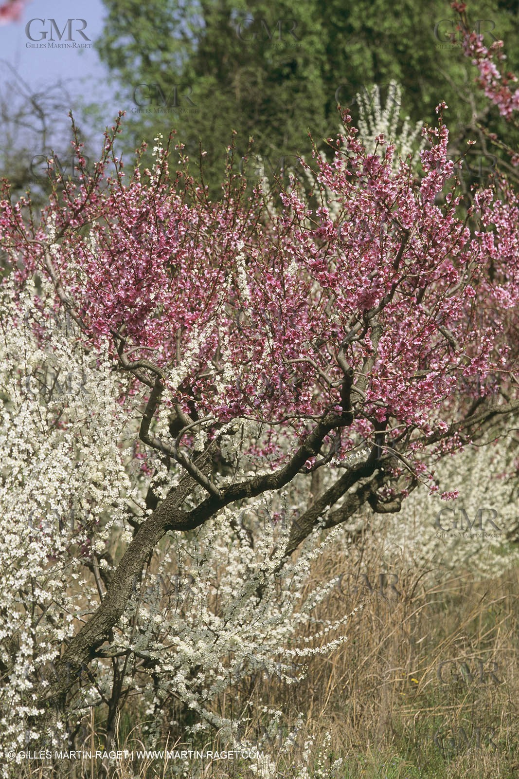 France, Provence, Arbres fruitiers en fleur   Spring bloom