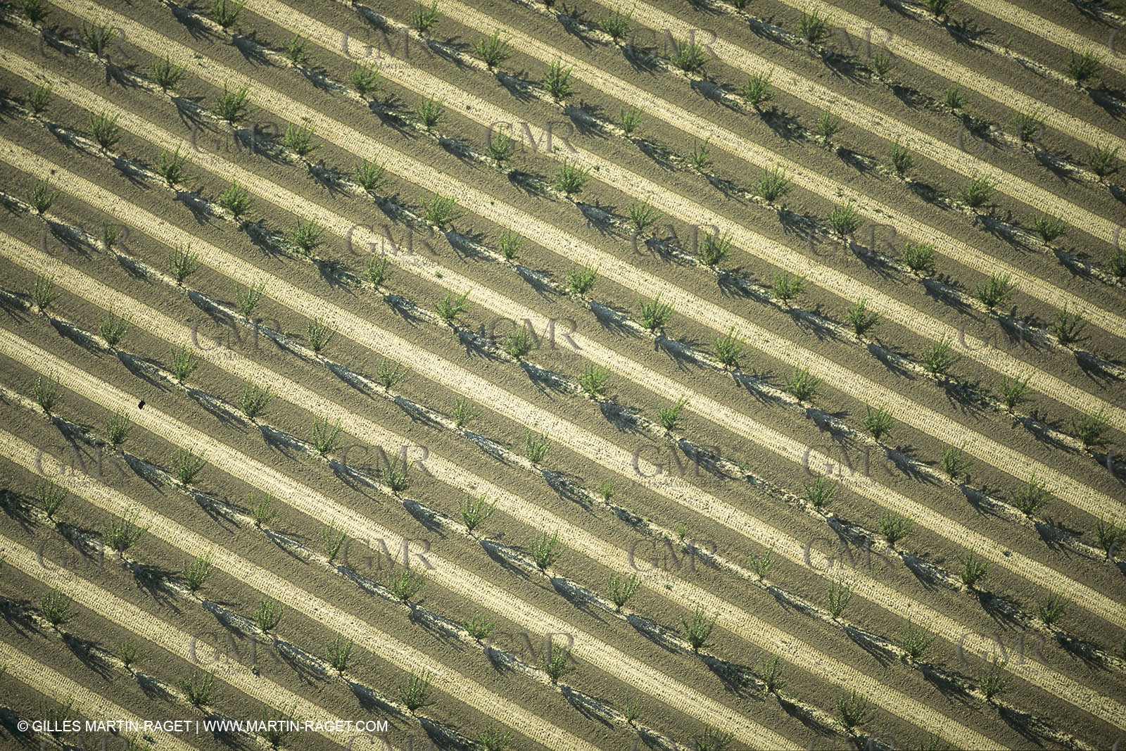 France, Provence, Agriculture