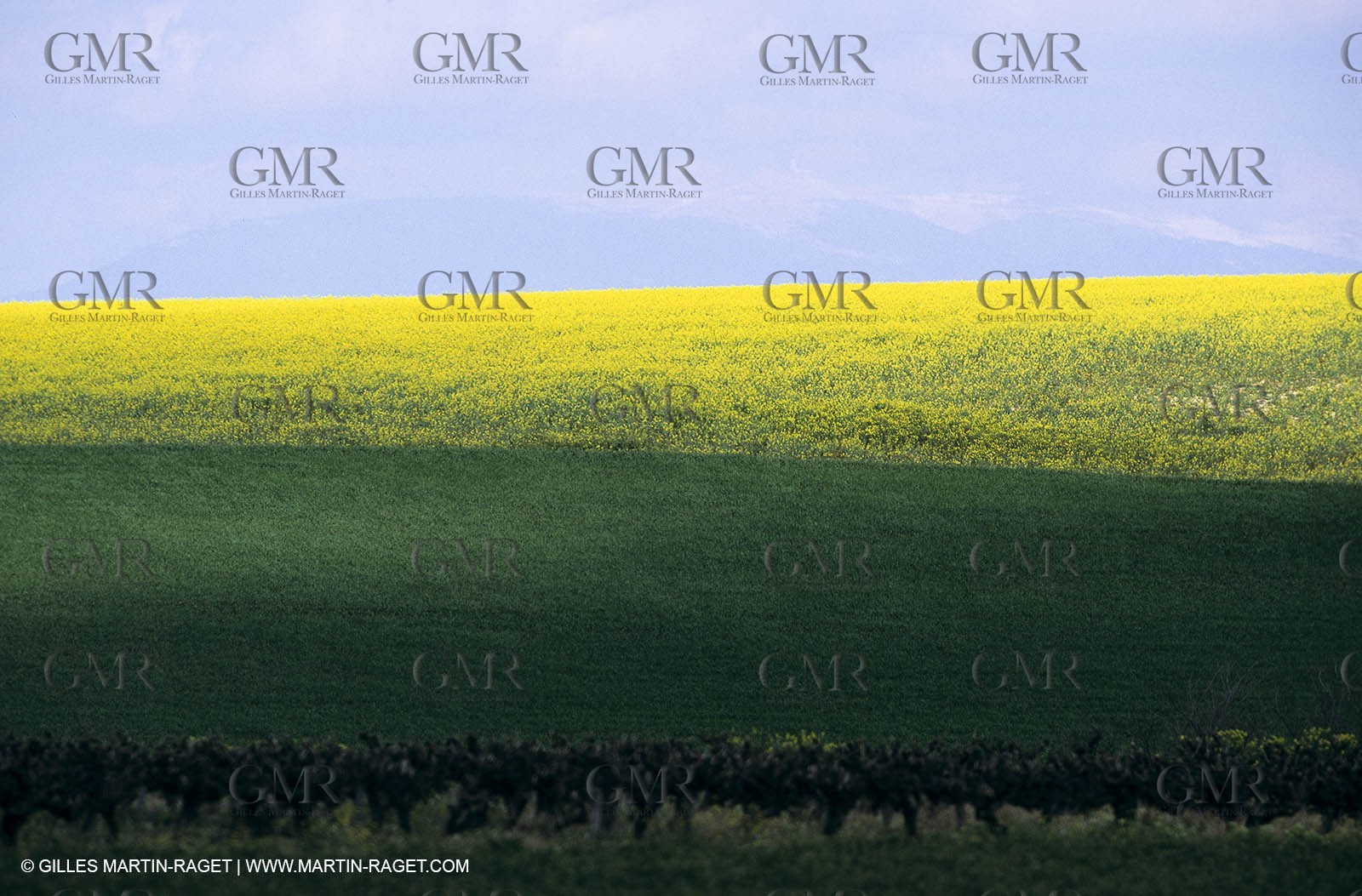 Alpilles (FRA,13), Rape fields