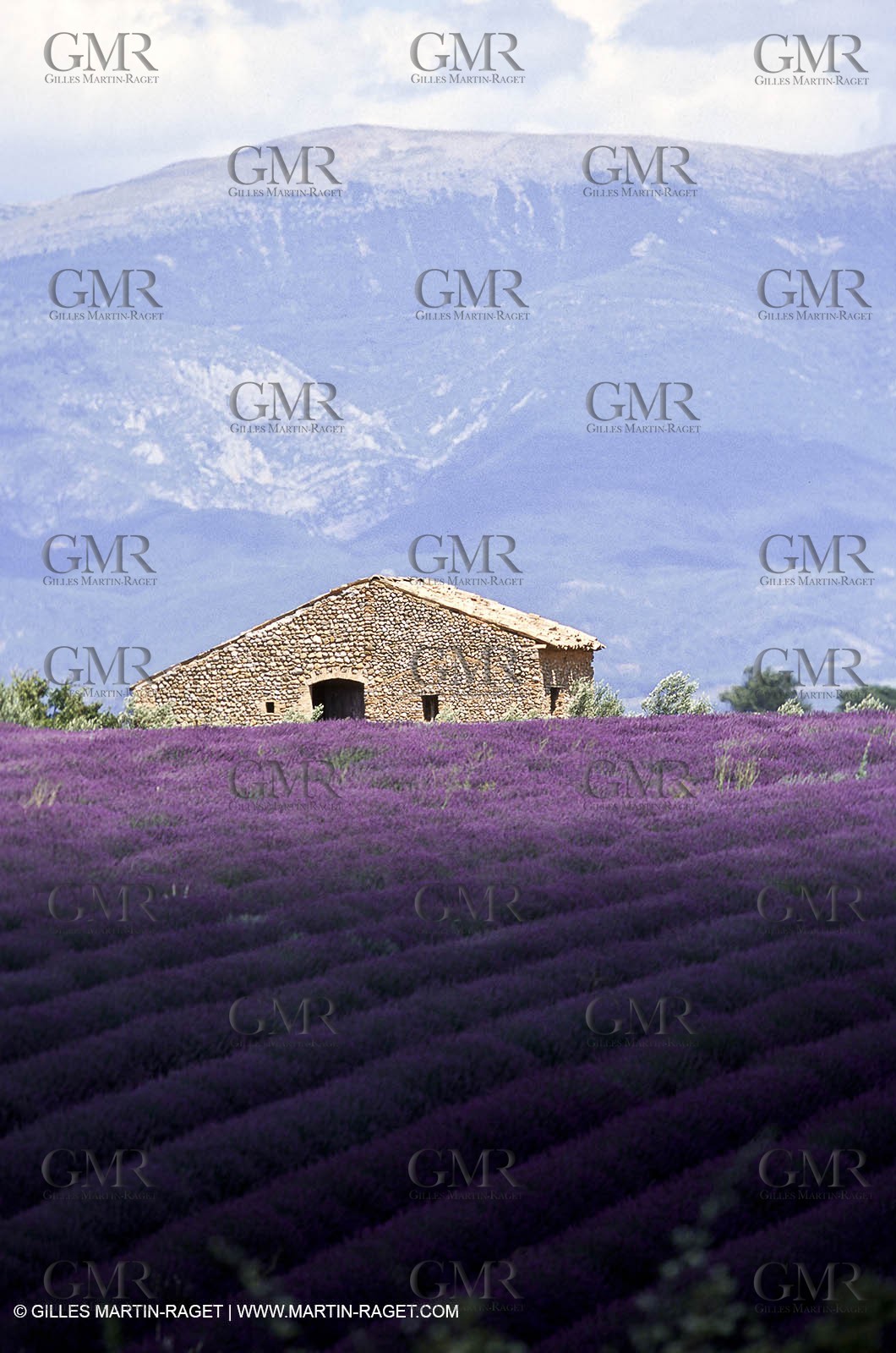Hgher Provence - Lavender fields