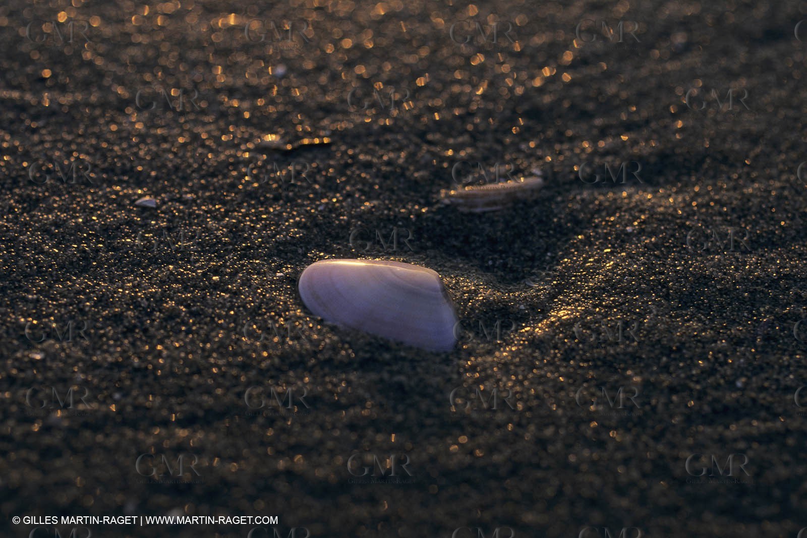 France, Provence, Camargue, Nature, plage, sable