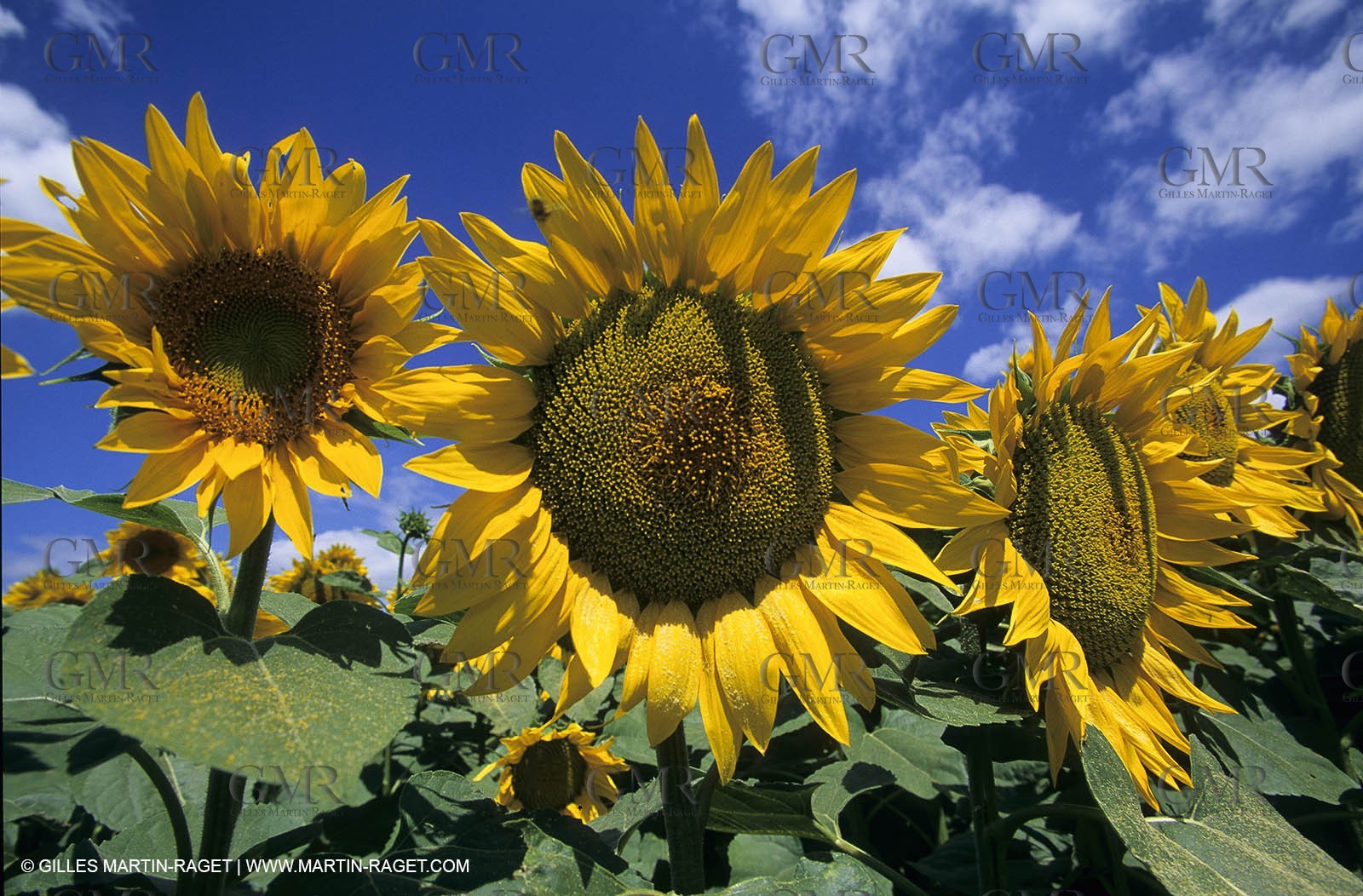 Alpilles (FRA,13) - Sunflower fields