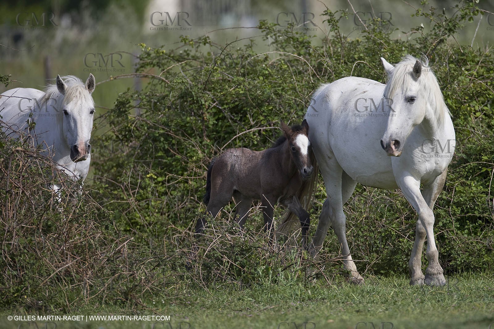 07 05 2008 - Le Cailar (FRA,30) - Stock work at Mas du Pont de Laute domain