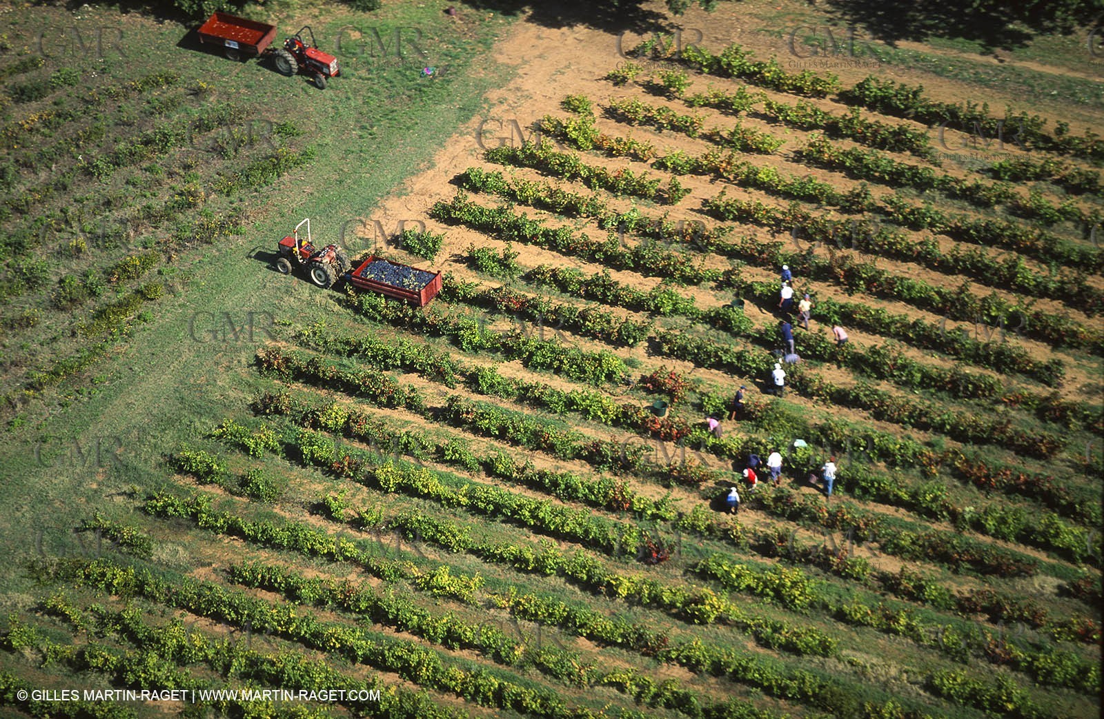 Provence, Harvest time