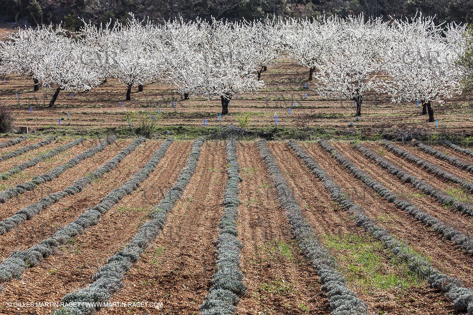 March 30th 2012 - Saint Saturnin les Apt (FRA, 84) - blooming cherry trees