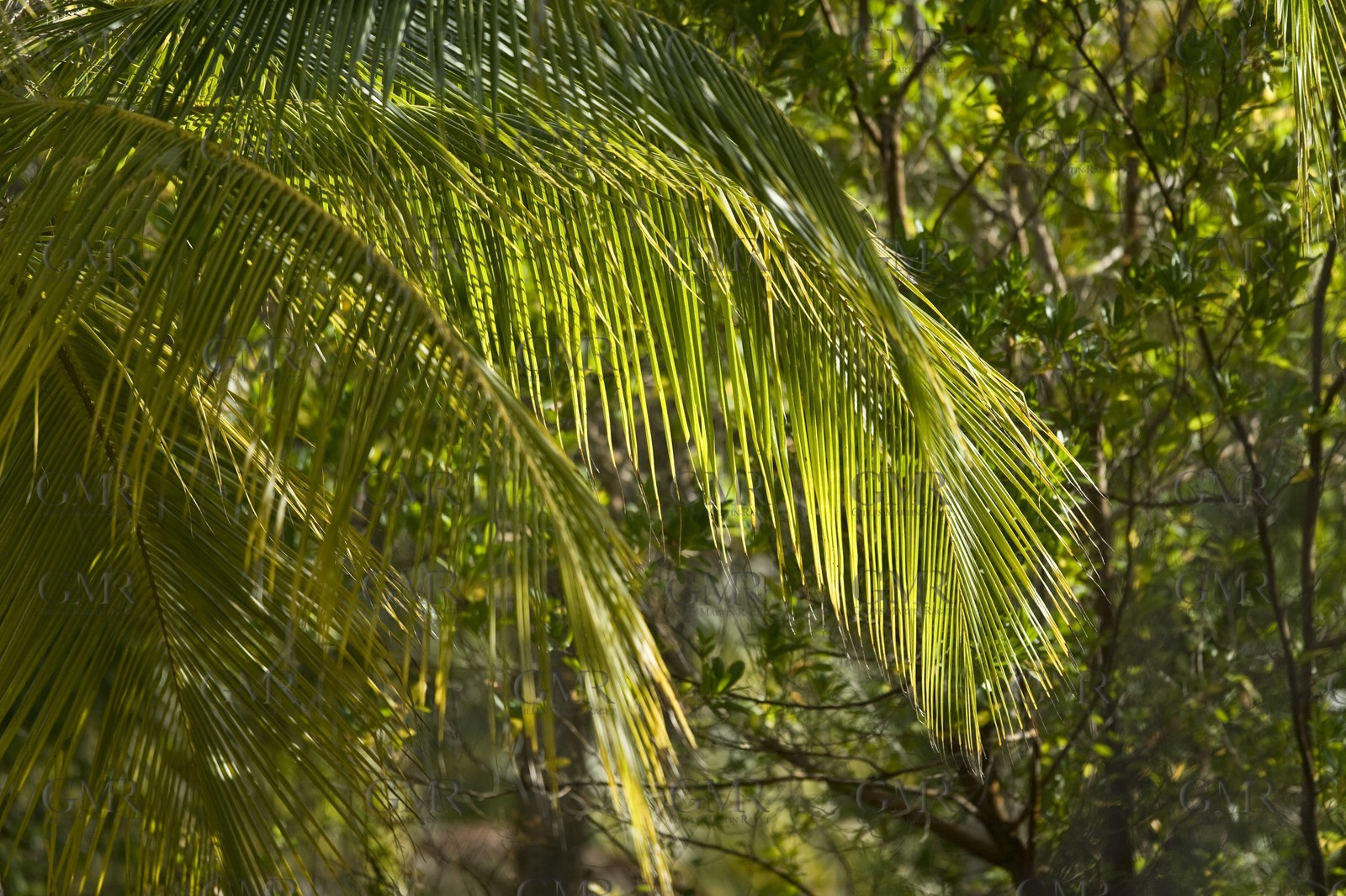 01 02 2008 - San Blas Archipelago (Panama) - Motor Yacht Senses