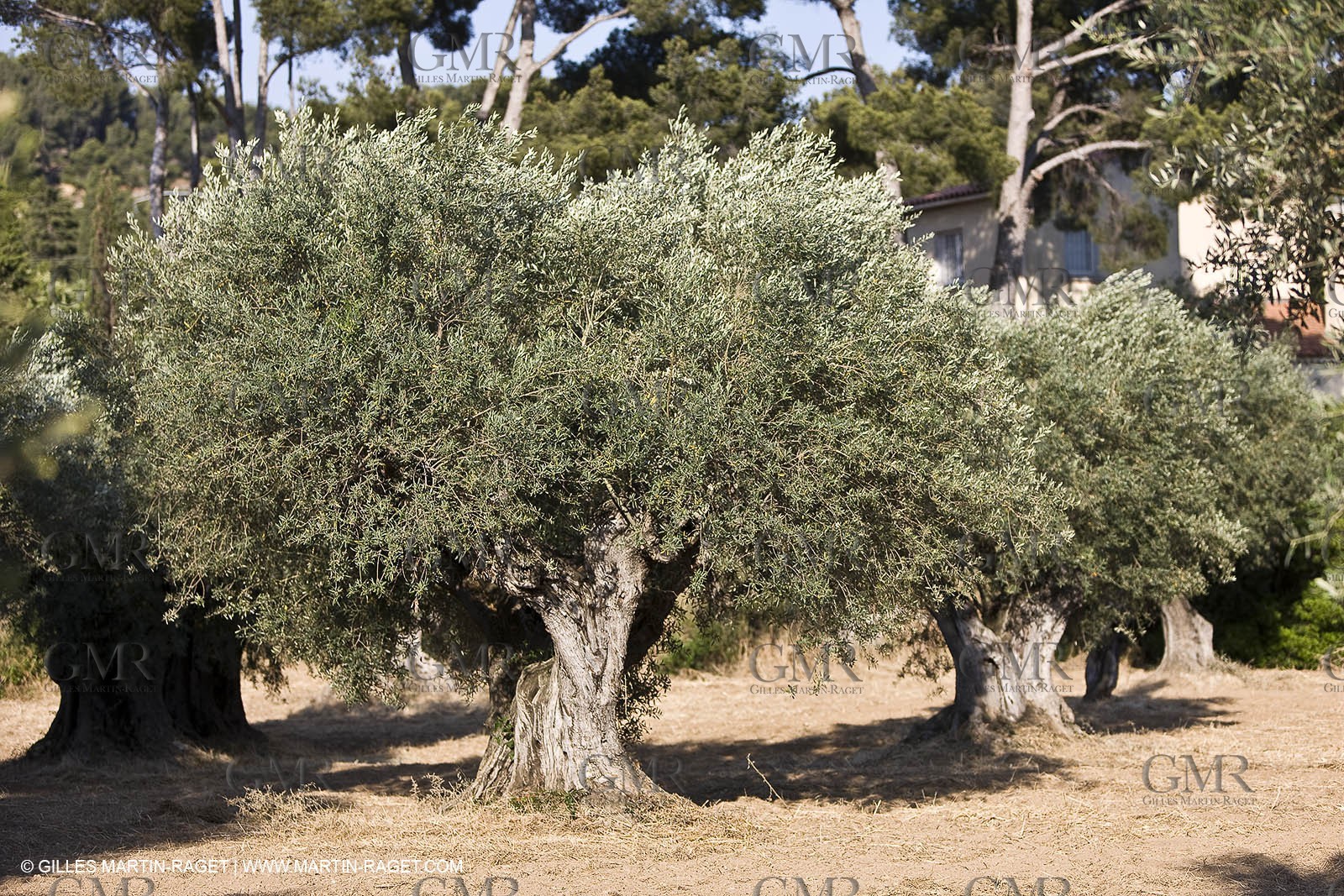 26 06 09 - Sanary sur mer (FRA,83)