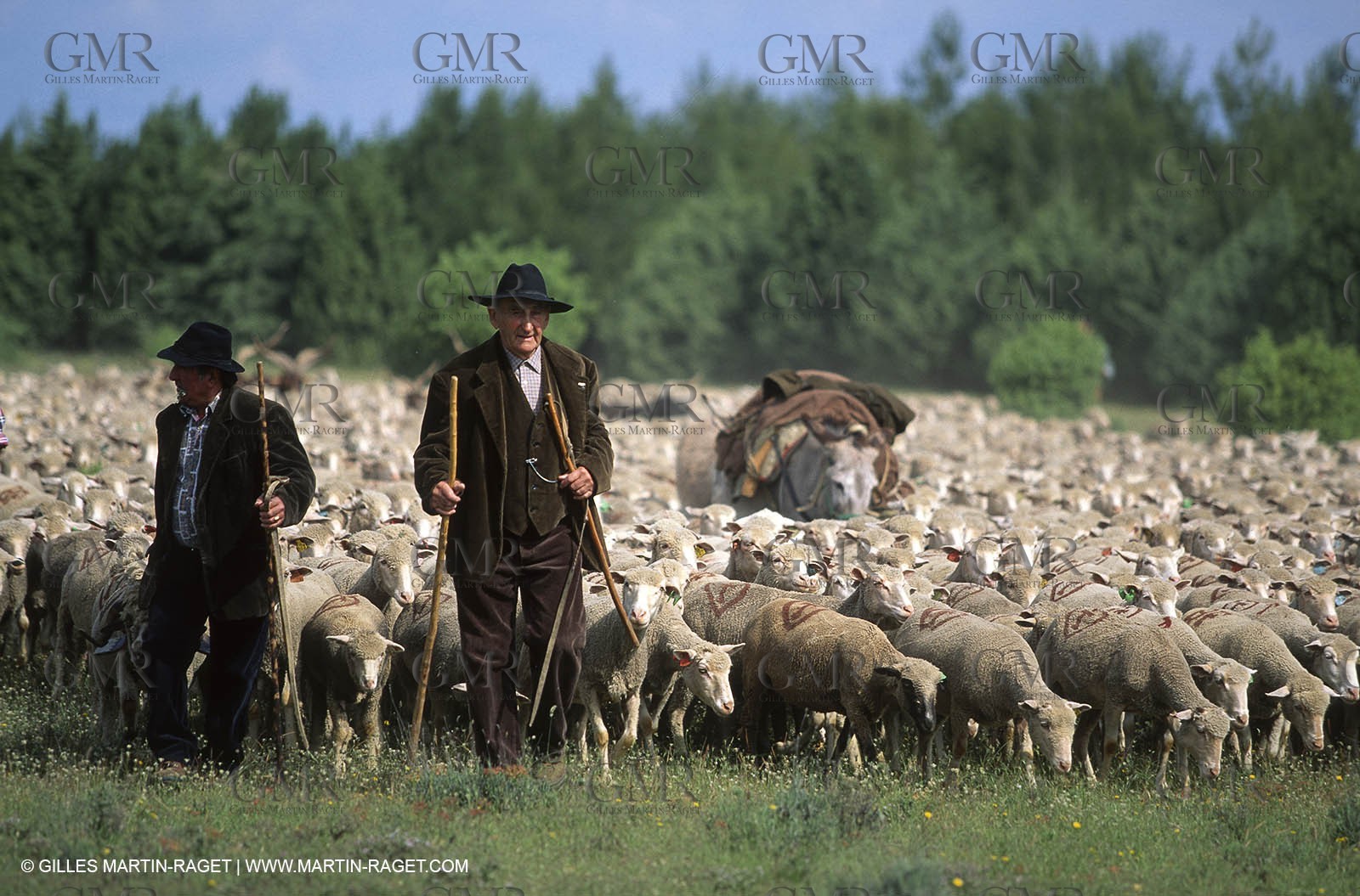Saint Rémy de Provence (FRA,13) - Sheep stocks migration Fest
