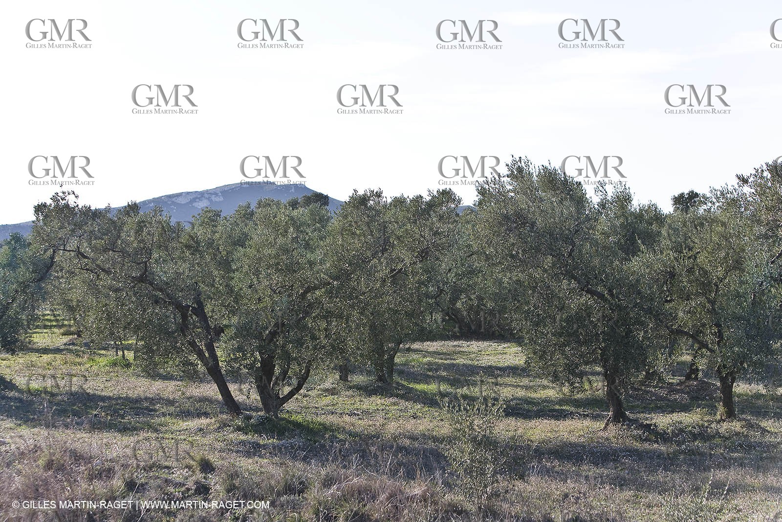16 02 2008 - Les Baux de Provence (FRA, 13) - Paysages des Alpilles