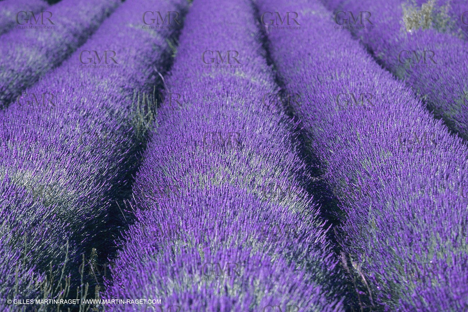 France, Provence, Higher Provence, Valensole Plateau, Lavender