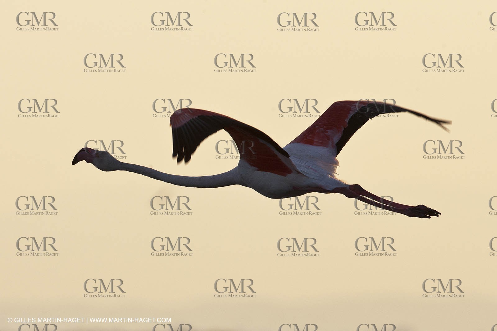 25 05 2011 - Les Saintes Maries de la Mer (FRA,13) - gypsies gathering