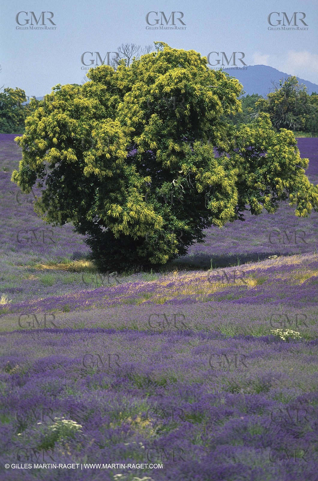 Hgher Provence - Lavender fields