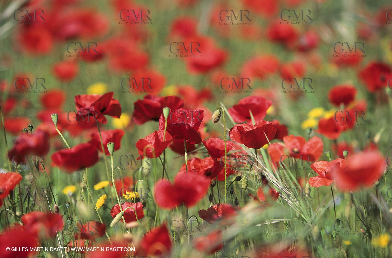 2000-2010- Les Alpilles (FRA,13) - Poppy fields