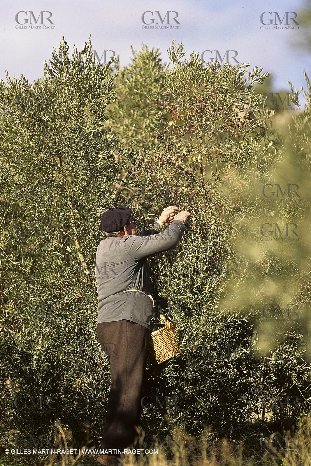 France, Provence, Oliviers, oliveraies, olive trees