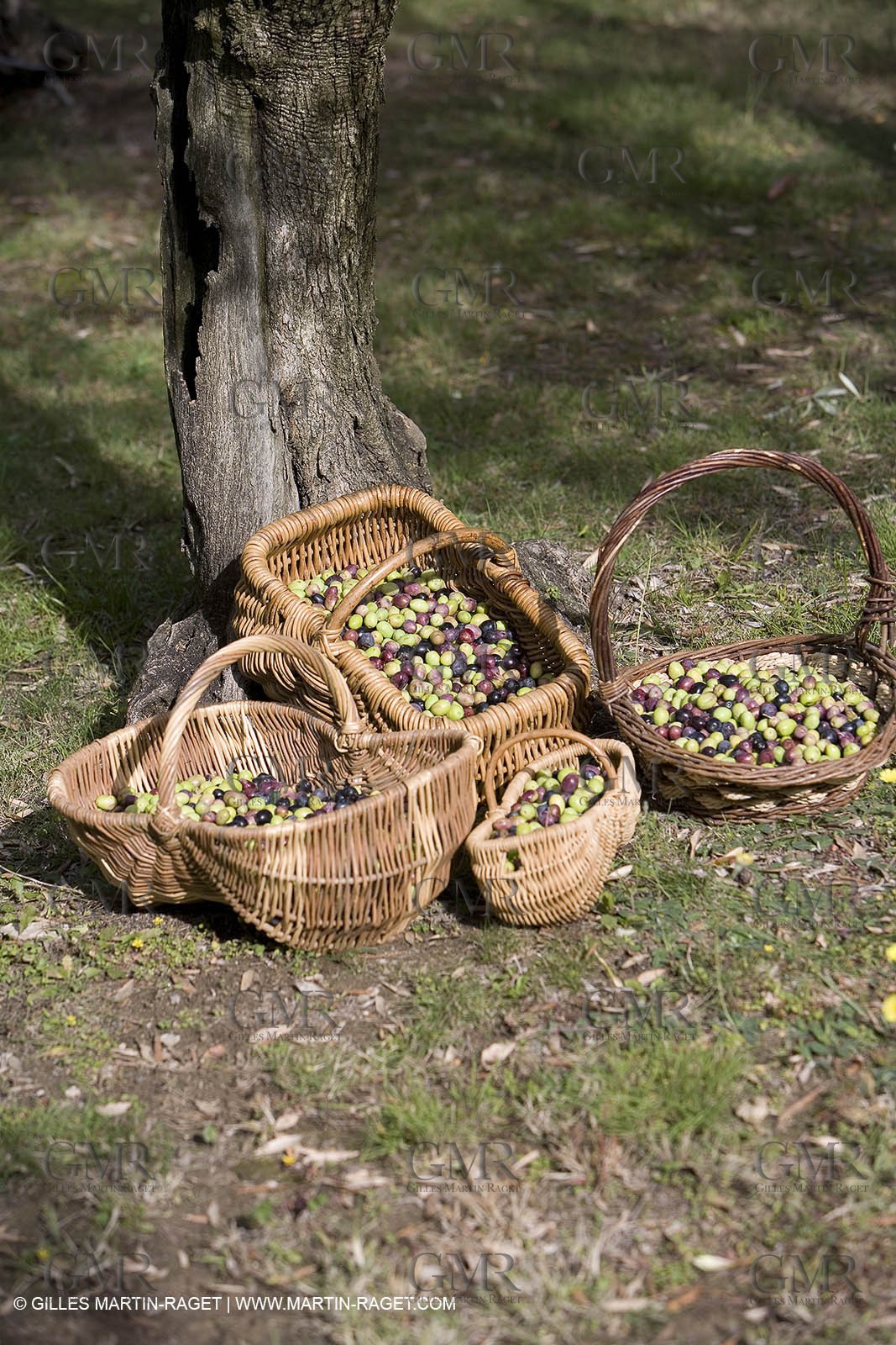 28 10 2007 - Saint Rémy de Provence (FRA, 13)- Olives harvest at  Vallon Raget