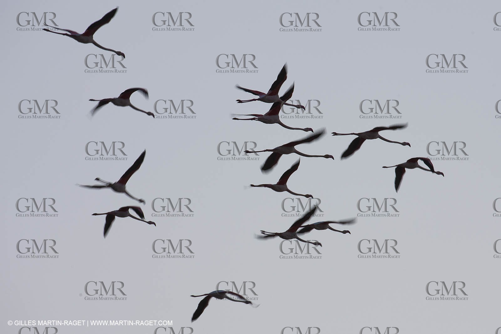 19 04 2011 - Arles (FRA,13) - Pink flamingos in La Gacholle Lighthouse vicinity