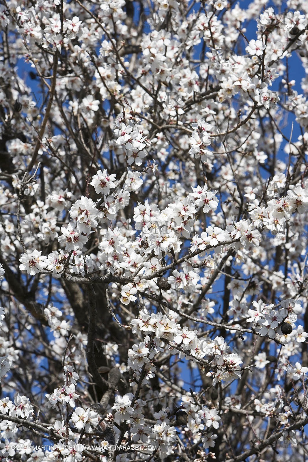 05 02 2008 - Arles (FRA, 13) - Arles surroundings landscapes
