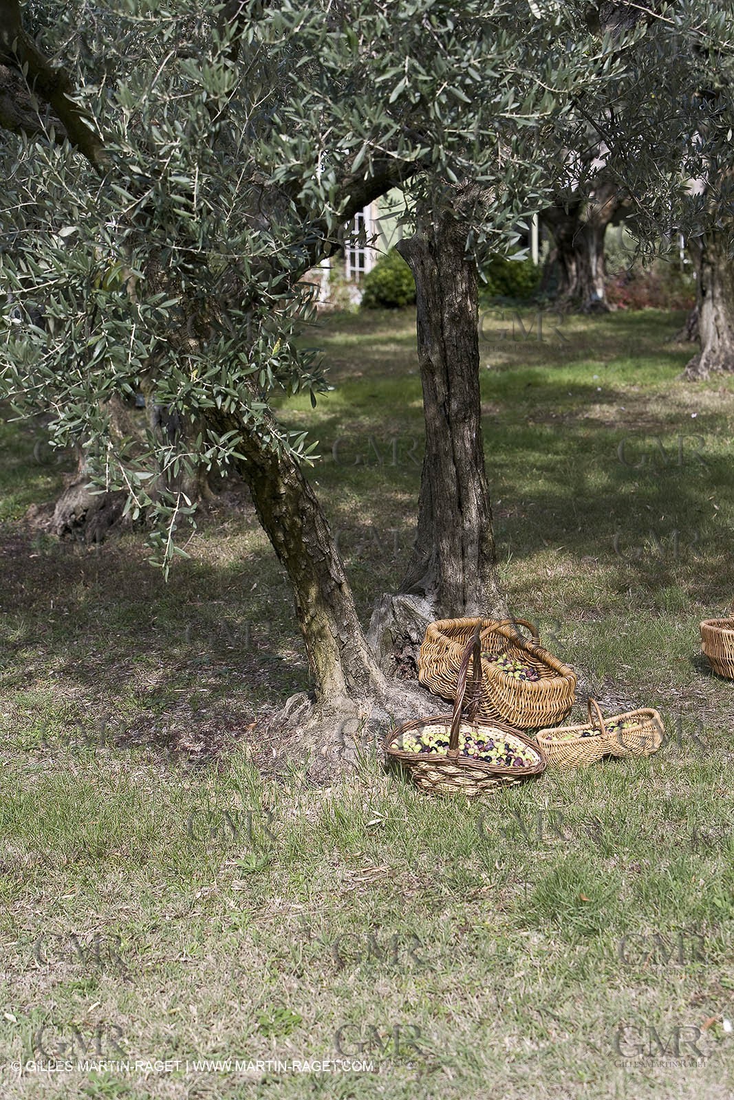 France, Provence, Oliviers, oliveraies, olive trees