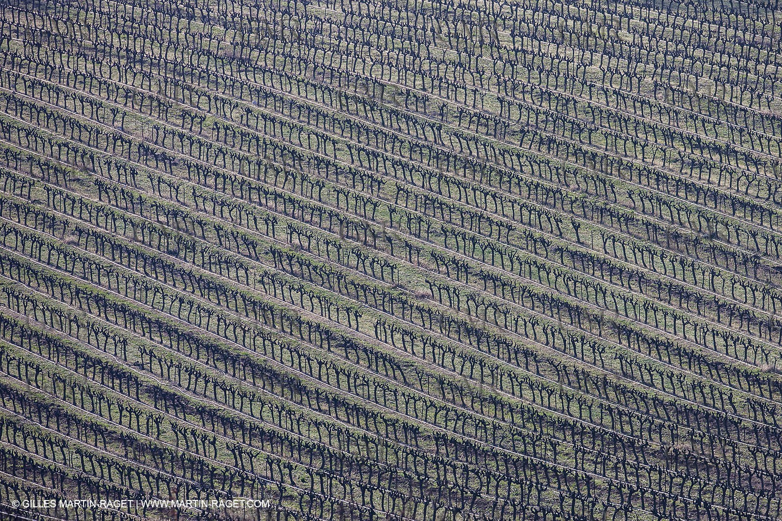 March 30th 2012 - Saint Saturnin les Apt (FRA, 84) - blooming cherry trees