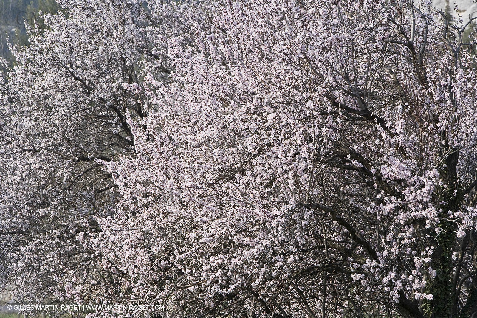 16 02 2008 - Les Baux de Provence (FRA, 13) - Alpilles hills landscapes