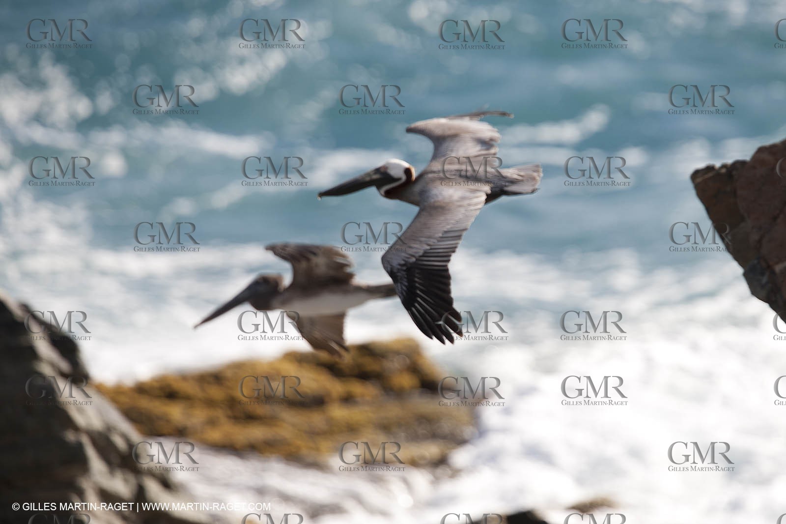 28 01 2012 - Saint Marteen (West Indies) - Swift (Ollier design)